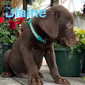 Blaine, Chocolate Labrador Retriever Puppy
